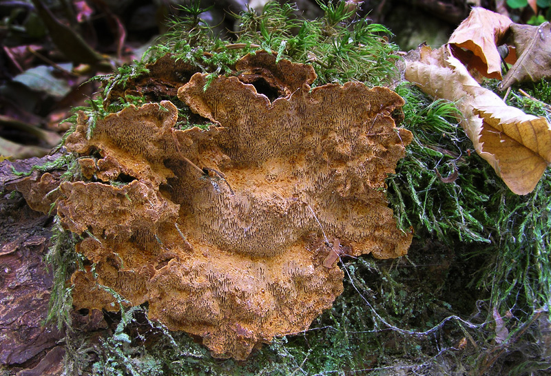 Phellinus chrysoloma